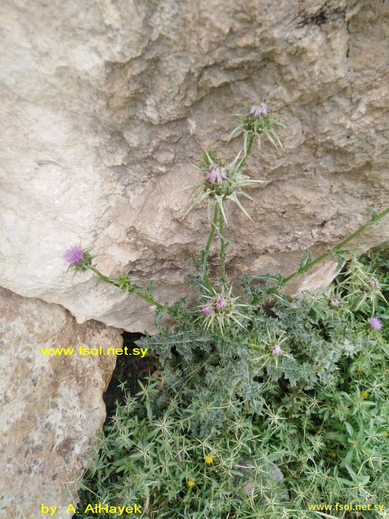 Silybum marianum (L.) Gaertn.